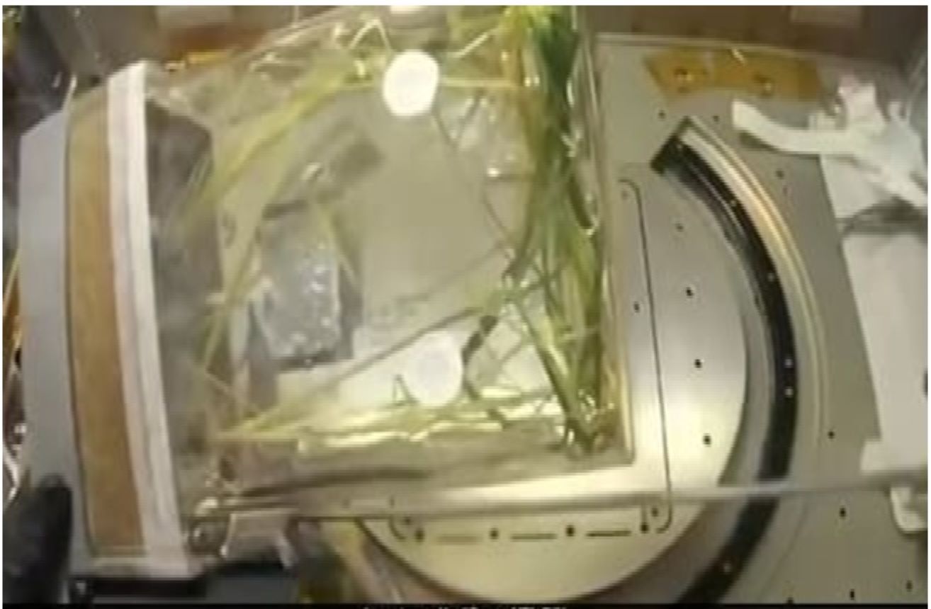 Chinese astronauts aboard the Tiangong Space Station harvested the first batch of rice grown in orbit